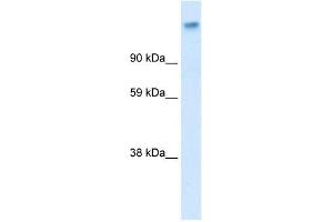 CACNA2D1 antibody used at 0.