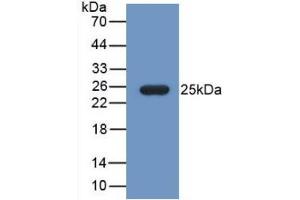 Western Blot; Sample: Recombinant FBLN1, Mouse.