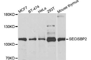 Western blot analysis of extracts of various cell lines, using SECISBP2 antibody (ABIN5974073) at 1/1000 dilution.