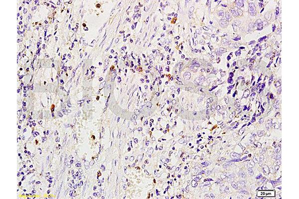 Macrophage Scavenger Receptor 1 antibody  (AA 211-320)