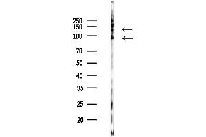 anti-Inositol Polyphosphate-5-Phosphatase, 145kDa (INPP5D) (pTyr1020), (pTyr1022) antibody