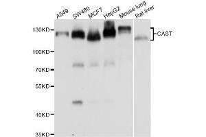 Western blot analysis of extracts of various cell lines, using CAST antibody (ABIN5975784) at 1/1000 dilution. (Calpastatin antibody)