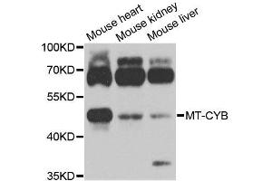 Western blot analysis of extracts of various cell lines, using MT-CYB antibody (ABIN5996506) at 1/1000 dilution. (Cytochrome b antibody)
