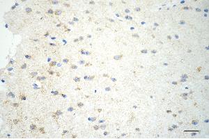 Immunohistochemistry was performed on paraffin-embedded mouse brain using glutamic-oxaloacetic transaminase 2 antibody (ABIN7798746), 1:200). (Recombinant GOT2 antibody)