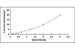 ELISA image for Synaptophysin (SYP) ELISA Kit (ABIN417472)