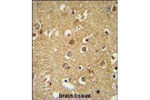 RAB11FIP2 Antibody immunohistochemistry analysis in formalin fixed and paraffin embedded human brain tissue followed by peroxidase conjugation of the secondary antibody and DAB staining. (RAB11FIP2 antibody  (AA 345-374))