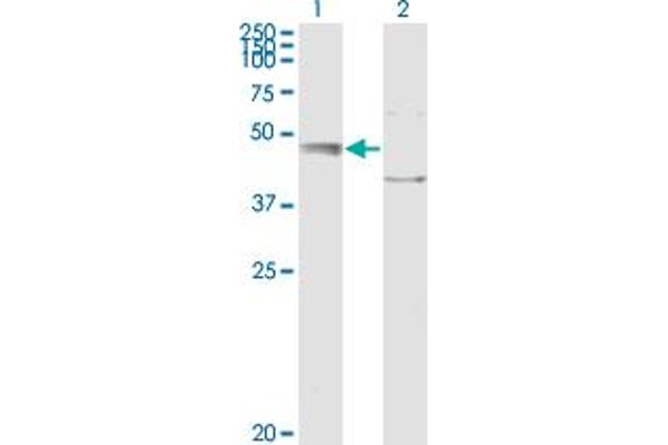 EDEM2 antibody  (AA 479-578)