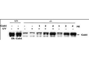 Rescue of the JNK pathway by expression of wild-type Gab1 in Gab1-/- cells. (GAB1 antibody)