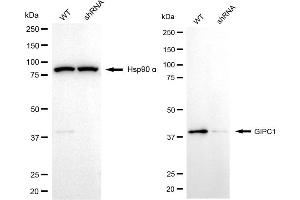 Western blotting analysis using GIPC1 antibody (ABIN7798720).