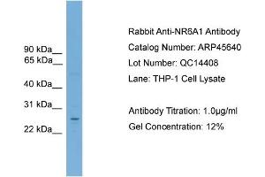 WB Suggested Anti-NR6A1  Antibody Titration: 0. (NR6A1 antibody  (Middle Region))