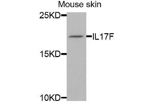Western blot analysis of extracts of mouse skin, using IL17F antibody. (IL17F antibody)