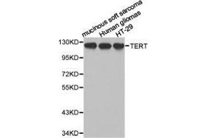 Western Blotting (WB) image for anti-Telomerase Reverse Transcriptase (TERT) antibody (ABIN1875058) (TERT antibody)