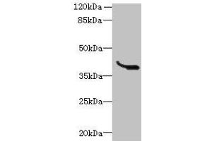 Western blot All lanes: LRTM1 antibody at 0. (LRTM1 antibody  (AA 1-212))