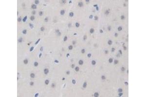 Figure. (SCG2 antibody  (AA 430-586))