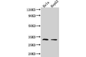 Western Blot Positive WB detected in: Hela whole cell lysate, HepG2 whole cell lysate All lanes: TMEM192 antibody at 3. (TMEM192 antibody  (AA 193-271))