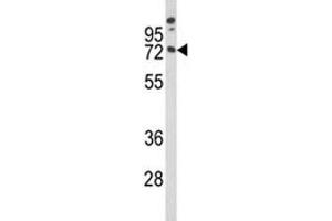Western blot analysis of MAG antibody and A375 lysate (MAG antibody  (AA 439-466))