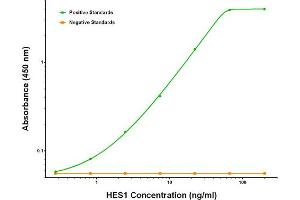 ELISA image for anti-Hes Family bHLH Transcription Factor 1 (HES1) antibody (ABIN2722659) (HES1 antibody)