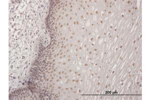 Immunoperoxidase of purified MaxPab antibody to CBFA2T3 on formalin-fixed paraffin-embedded human esophagus.