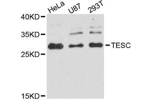Western blot analysis of extracts of various cell lines, using TESC antibody (ABIN5996690) at 1:3000 dilution.