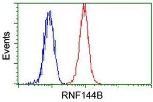 Image no. 2 for anti-Ring Finger Protein 144B (RNF144B) (AA 1-256) antibody (ABIN1490652) (RNF144B antibody  (AA 1-256))