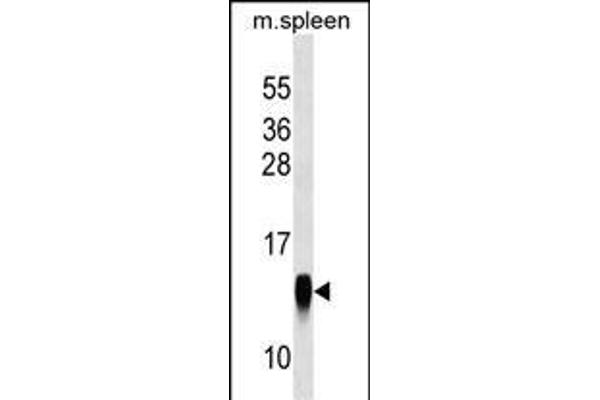 CRB3 antibody  (AA 67-95)