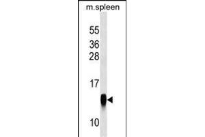 CRB3 Antibody (Center) (ABIN1538564 and ABIN2849155) western blot analysis in mouse spleen tissue lysates (35 μg/lane). (CRB3 antibody  (AA 67-95))