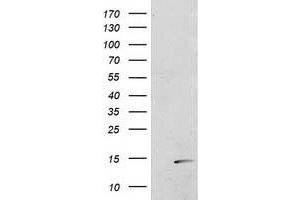 Image no. 1 for anti-Polymerase (RNA) II (DNA Directed) Polypeptide J2 (POLR2J2) antibody (ABIN1500339) (POLR2J2 antibody)