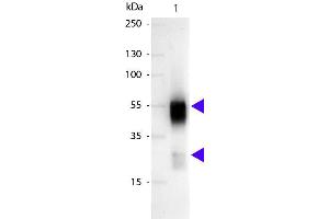 Western blot of Alkaline Phosphatase conjugated Sheep Anti-Rabbit IgG secondary antibody. (Sheep anti-Rabbit IgG (Heavy & Light Chain) Antibody (Alkaline Phosphatase (AP)) - Preadsorbed)