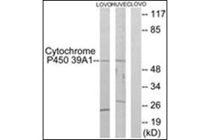 Western blot analysis of extracts from LOVO/HuvEc cells, using CYP39A1 Antibody .