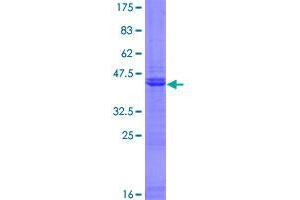 PHC3 Protein (AA 1-151) (GST tag)