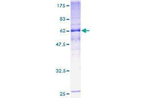 TMEM115 Protein (AA 1-351) (GST tag)