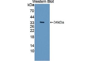 Detection of Recombinant SIRT5, Human using Polyclonal Antibody to Sirtuin 5 (SIRT5) (SIRT5 antibody  (AA 37-310))