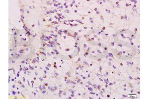 HMGA1 antibody  (AA 51-107)