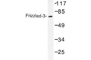 Image no. 1 for anti-Frizzled Family Receptor 3 (FZD3) antibody (ABIN317750)