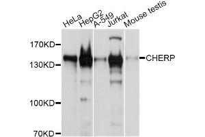Western blot analysis of extracts of various cell lines, using CHERP antibody (ABIN5996299) at 1/1000 dilution. (CHERP antibody)