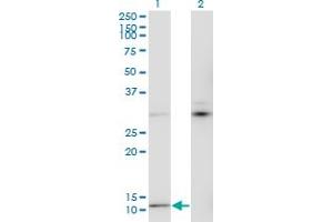 Western Blot analysis of MTCP1 expression in transfected 293T cell line by MTCP1 monoclonal antibody (M05), clone 1G12. (MTCP1 antibody  (AA 1-68))