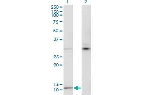 MTCP1 Antikörper  (AA 1-68)