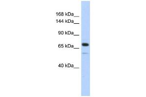WB Suggested Anti-CALD1 Antibody Titration:  0. (Caldesmon antibody  (Middle Region))