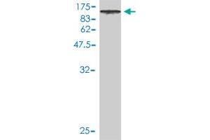 Western Blot detection against Immunogen (90.