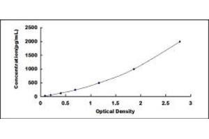 HTRA1 ELISA Kit