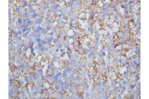IHC-P: Lymphotactin antibody testing of mouse lymph node (XCL1 antibody  (C-Term))