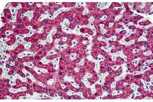Human Liver: Formalin-Fixed, Paraffin-Embedded (FFPE) (MGST1 antibody  (AA 40-71))