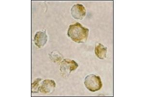 Immunocytochemistry of Nudel in Jurkat cells with this product at 2 μg/ml. (NDEL1 antibody  (N-Term))
