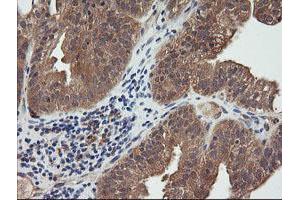 Image no. 2 for anti-Ras Homolog Gene Family, Member J (RHOJ) antibody (ABIN1501341) (RHOJ antibody)