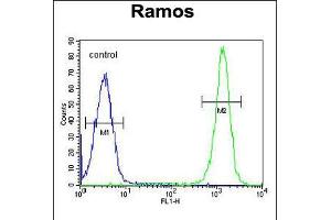 Flow cytometric analysis of Ramos cells (right histogram) compared to a negative control cell (left histogram). (ETFA antibody  (C-Term))