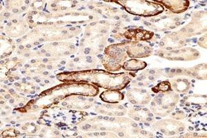 Immunohistochemistry analysis of paraffin-embedded mouse kidney using,PRAP1 (ABIN7075198) at dilution of 1: 8000 (PRAP1 antibody)