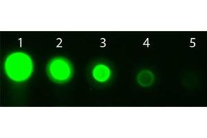 Dot Blot (DB) image for anti-V-Akt Murine Thymoma Viral Oncogene Homolog 3 (Protein Kinase B, Gamma) (AKT3) (Internal Region) antibody (APC) (ABIN5596894)