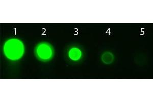 Dot Blot of AKT3 Allophycocyanin Conjugated Monoclonal Antibody. (AKT3 antibody  (Internal Region) (APC))