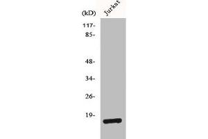 Western Blot analysis of Jurkat cells using BUD31 Polyclonal Antibody (BUD31 antibody  (N-Term))