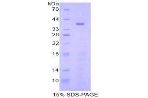 SDS-PAGE (SDS) image for Signal Transducing Adaptor Family Member 1 (STAP1) (AA 1-297) protein (His tag) (ABIN1879665)